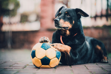 black big rottweiler playing with ball