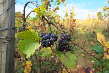 Vosne-Romanee,France-October 15, 2018: Vineyard in Vosne-Romanee, Cote de Nuits, Bourgogne, France, in Autumn