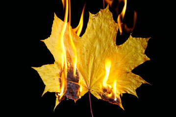 Burning autumn maple leaf on black background