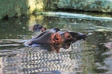 Animals At The Zoo