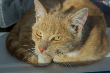 sad ginger cat on the window