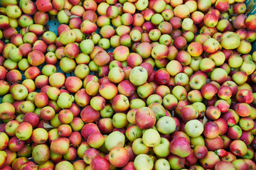 apples on farm or market
