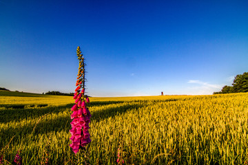 Fingerhut im Getreidefeld