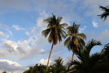 Fototapeta na wymiar two palm trees