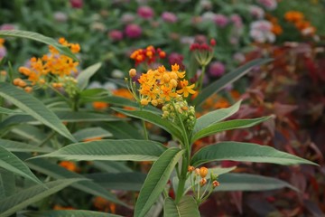 flowers in the garden