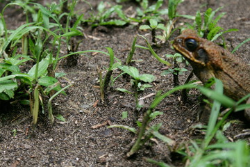 frog