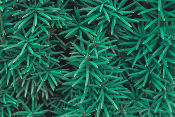 Beautiful green floral background texture. Yew or Taxus baccata branches close-up at winter season