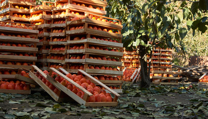 Agriculture and harvesting concept with fresh persimmon fruits in wooden boxes, farm garden with persimmon trees 