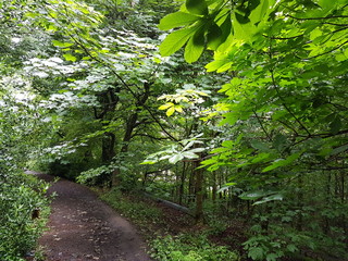 Obraz premium Foliage