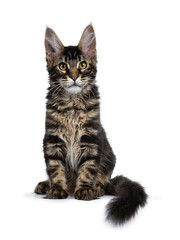 Handsome dark black tabby Maine Coon cat kitten sitting front view straight up with tail curled around body looking curious straight at camera. Isolated on a white background.