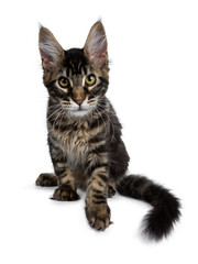 Handsome dark black tabby Maine Coon cat kitten sitting front view bending forwards looking curious straight at camera. Isolated on a white background.