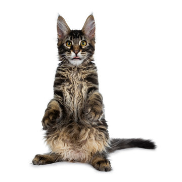 Handsome dark black tabby Maine Coon cat kitten sitting on hind paws like meerkat making funny face and sticking tongue out. Isolated on a white background.