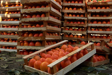 Agriculture and harvesting concept with fresh persimmon fruits in wooden boxes, farm garden with persimmon trees 