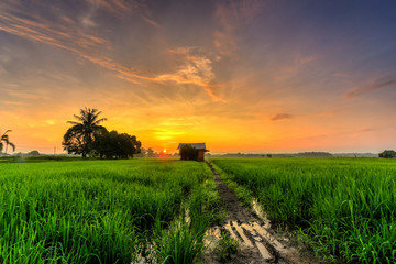 A Beuatiful Picture Of Beautiful view of rice paddy field during sunrise in Malaysia.