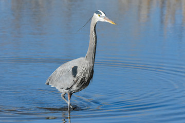 Great Blue Heron Wading in Shallow Water