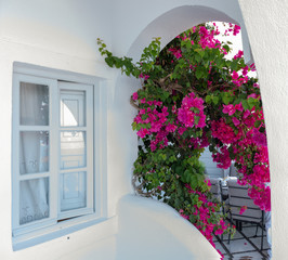 Closed window with purple bougainvillea flowers in tradition greek house at Santorini island, Greece