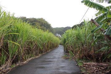 Un chemin au beau milieu de champs de canne à sucre, île de la Réunion