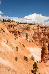 landscape on the bryce canyon in the united states of america