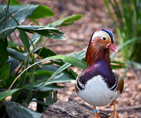 male mandarine duck