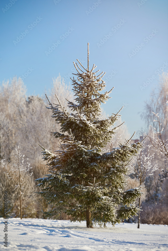 Wall mural One fir tree in park