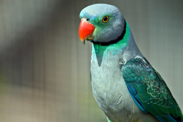malabar parakeet