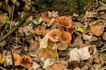 Honey mushrooms, parasitic fungi, Armillaria borealis, growing in an european park in November, dry colorful leaves on ground, top view