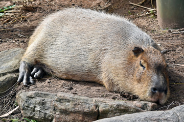 capybara