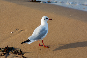 Une mouette à Omaha Beach