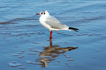 Une mouette à Omaha Beach