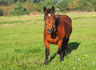 One brown horse in a green field