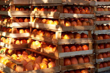 Agriculture harvesting and farming concept with fresh orange persimmon fruits in wooden boxes at farm garden with persimmon trees