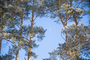 Snow-covered tree branches against the blue sky. Winter Christmas forest.