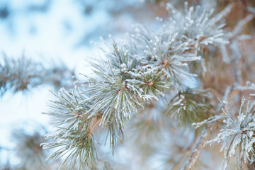Pine branch in frost. Winter Christmas forest.