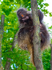 Tree Porcupine Climb