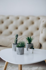 A group of lovely small cactus in a pot. Placed on a white table. In the morning sun yellow.