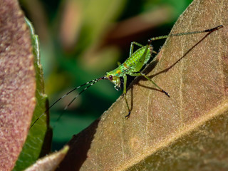 Green Grasshopper on leaf, close-up