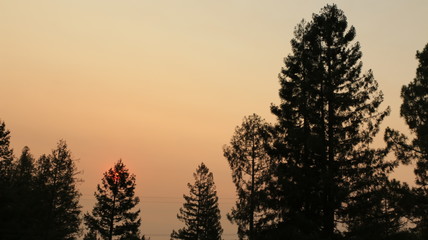 Sun behind trees 1718