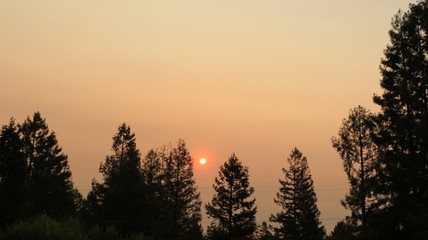 Sun behind trees 1719