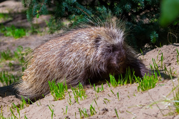 Walking Tree Porcupine