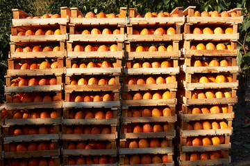Agriculture harvesting and farming concept with fresh orange persimmon fruits in wooden boxes at farm garden with persimmon trees