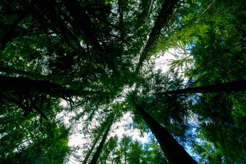 Fototapeta premium view of tree branches 