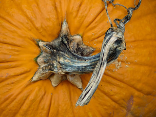 Pumpkin stem close-up