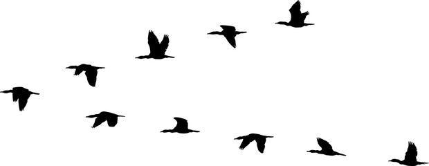 flight formation of birds © mtmmarek