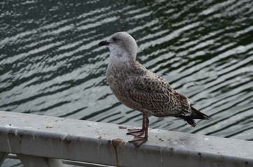 Gaviotas en la ciudad