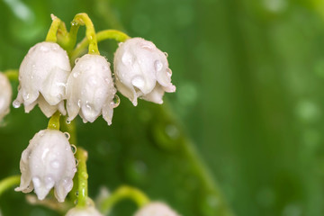Lily of the Valley close up. May-lily leaves with dew drops.