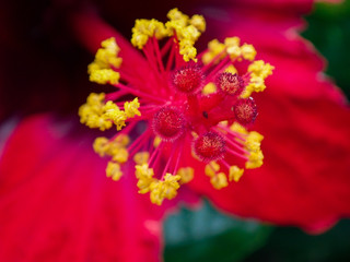 Red tropical hibiscus flower close-up