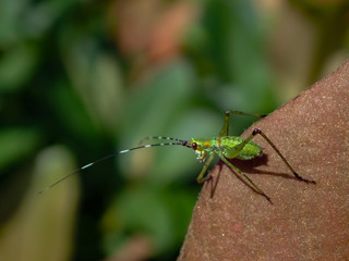 Bright green Grasshopper on leaf, close-up