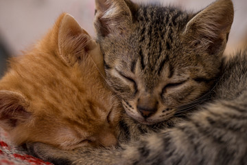 Fototapeta premium Cute Kitten