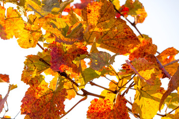 Grapevine in vibrant autumn colors after harvest. Burgenland, Austria.
