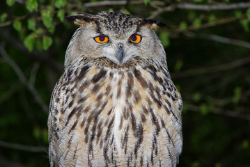 Turkmänenuhu